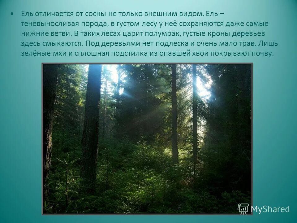 почему у сосны в лесу нижние. почему у сосны в лесу нижние. почему у сосны в лесу нижние. сосна светолюбивое растение. почему у сосны в лесу нижние.