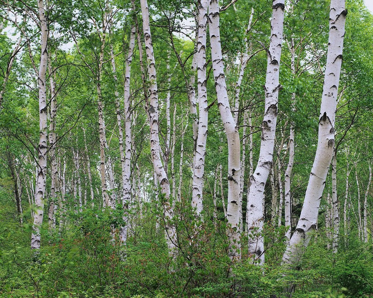 Белоствольная береза. Крона для Березки. Березы на опушке леса. Береза дерево. Russia is a of forests