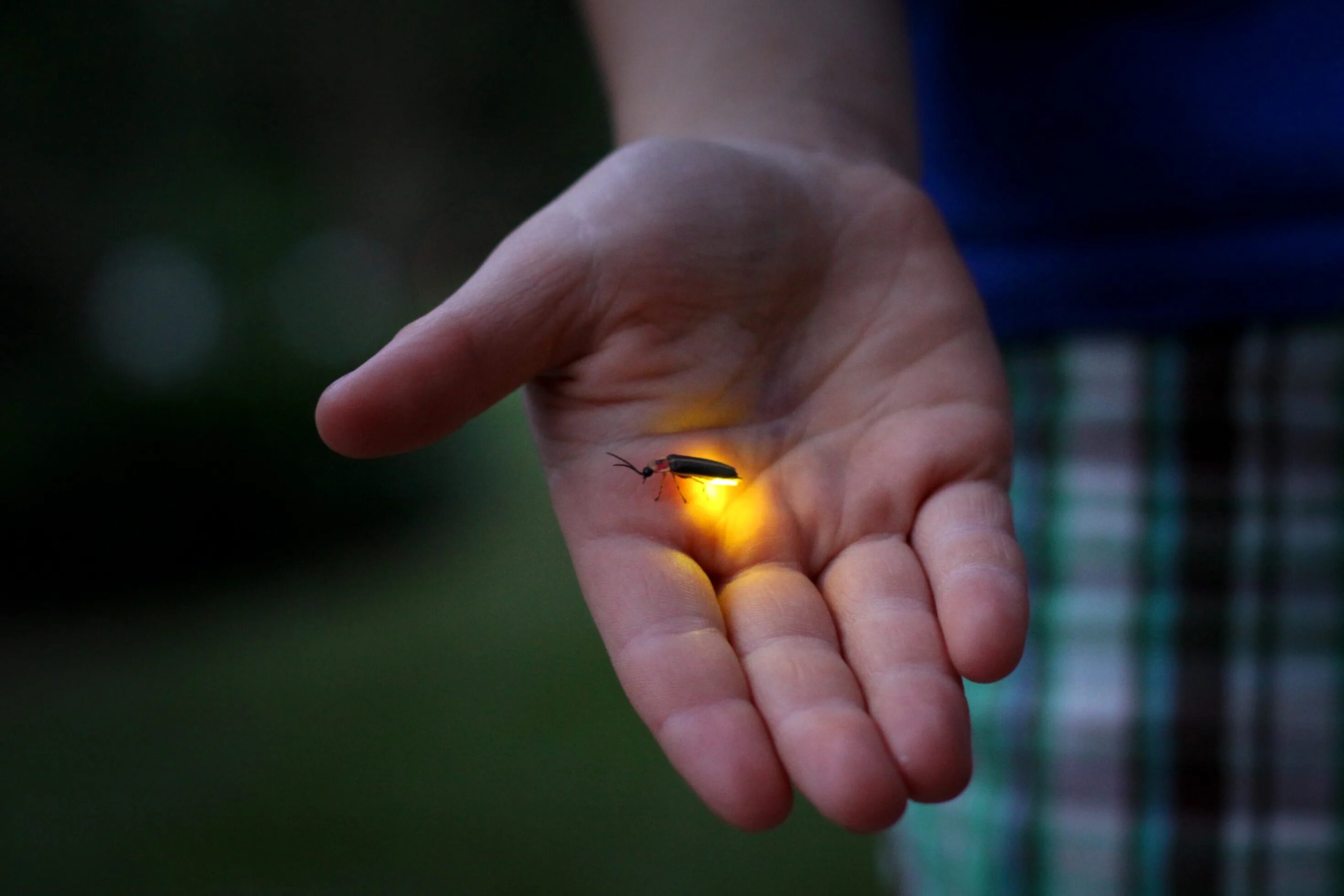 fireflies images - Google Search Insects, Firefly, Bugs and insects