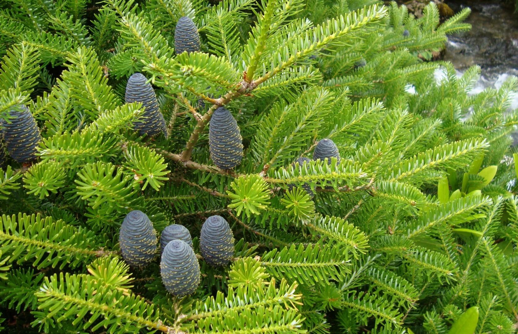 Рода хвойных растений. Пихта Сибирская Abies sibirica. Пихта Сибирская (Ábies sibírica). Пихта Блауэр Пфиф. Пихта корейская субальпийская.