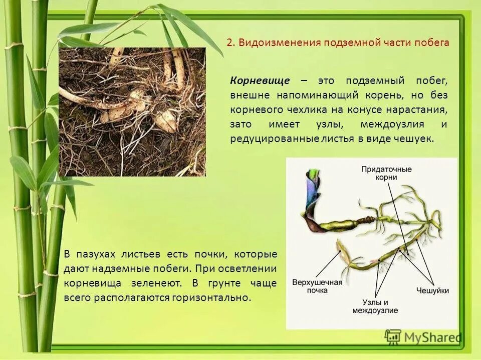 Придаточные корни какие побеги. Строение корневища метаморфизированного побега. Корневище пырея это видоизмененный побег. Части корневища пырея. Корневище пырея это видоизмененный.