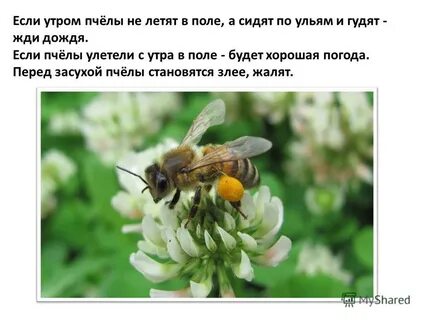 Если бы не было пчел