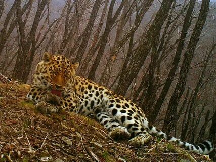 Амурский тигр леопард