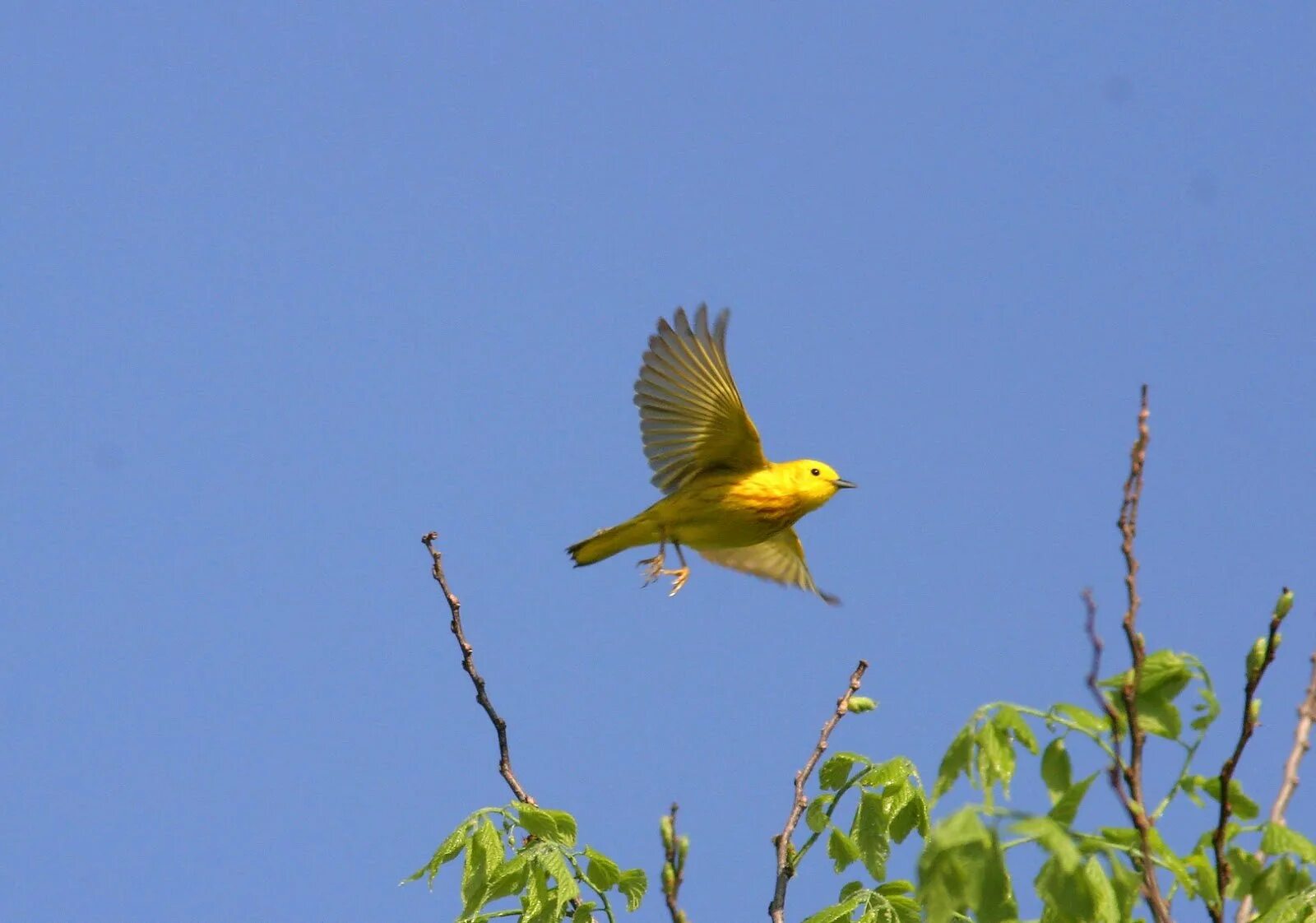 Желтенькая канарейка улетела откуда куда. Желтая птица. Жёлтые птицы в полёте. Желтая птица в полете. Канарейка в полете.