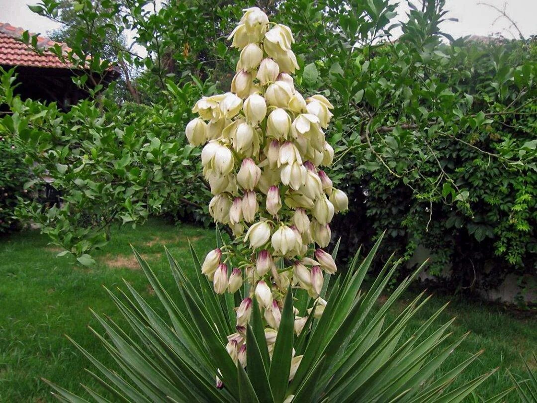 Юкка нитчатая филаментоза. Юкка нитчатая (yucca). Юкка цветок садовый. Цветок юкка нитчатая. Юкки цветок садовый.