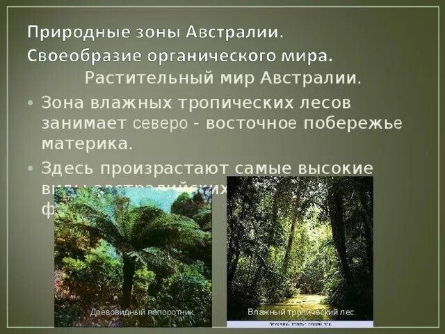 Зона влажных лесов австралии. Природные зоны Австралии. Природные зоны Австралии таблица. Тропическая природная зона Австралии.