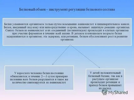 В эксперименте исследователь изучал изменение белкового состава