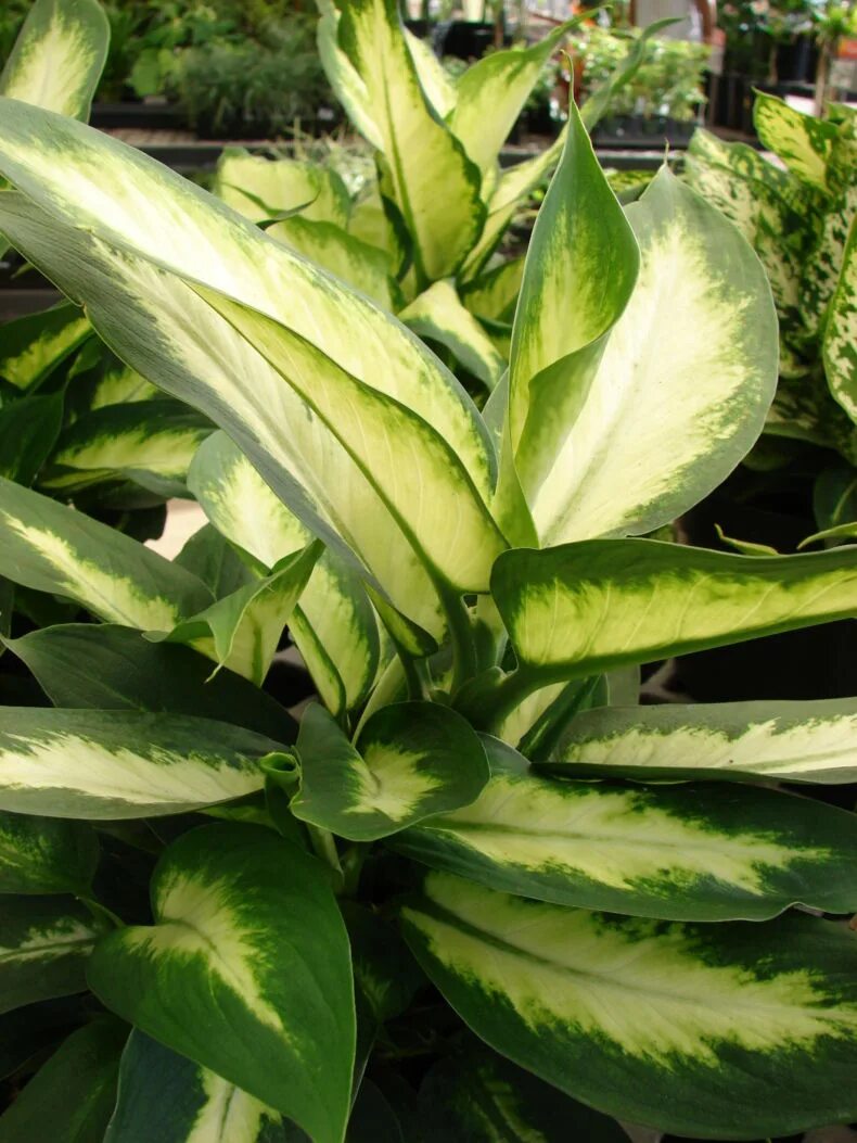 Диффенбахия кул бьюти. Диффенбахия maculata. диффенбахия сегуина. диффенбахия пятнистая камилла. фикус диффенбахия.