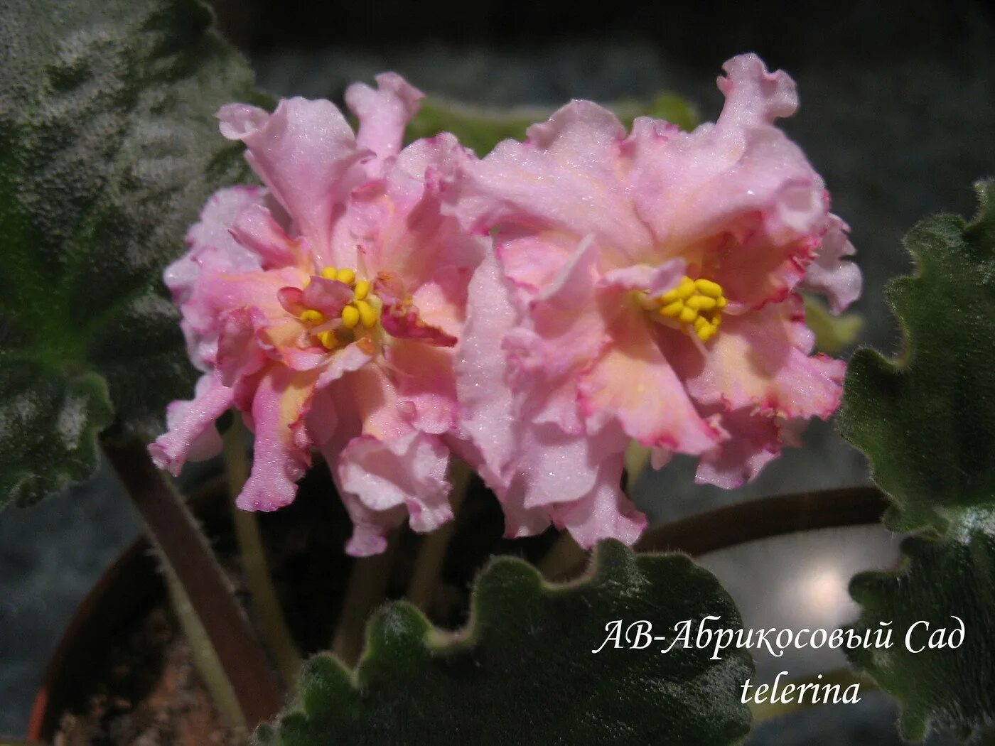 Фиалка ек абрикосовый шифон. Фиалка ек абрикосовый шифон. Фиалка dn абрикоска. Фиалка абрикосовый. Фиалка ек абрикосовый шифон.