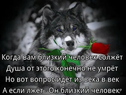 Волк со смыслом