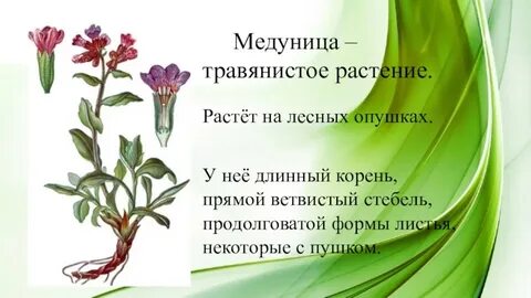 Растение 21 века