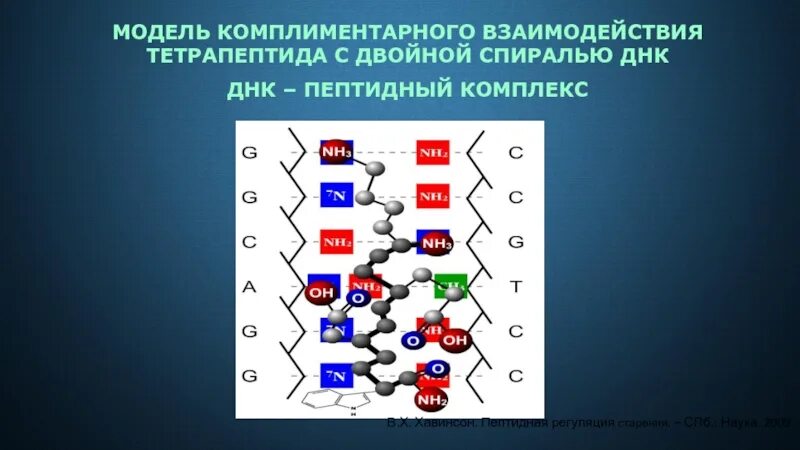 Комплиментарные слова. Биологическое моделирование. Пептидная регуляция Хавинсона. Пептидная регуляция старения» в.х. Хавинсон. Комплиментарное взаимодействие.