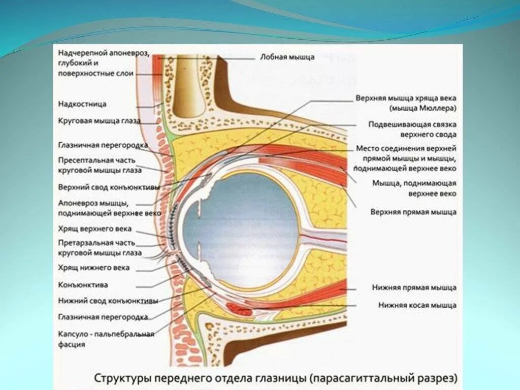 Строение области глаза век и глазного яблока. Мышца поднимающая верхнее веко анатомия. Строение века глаза человека анатомия. Конъюнктива глаза анатомия.