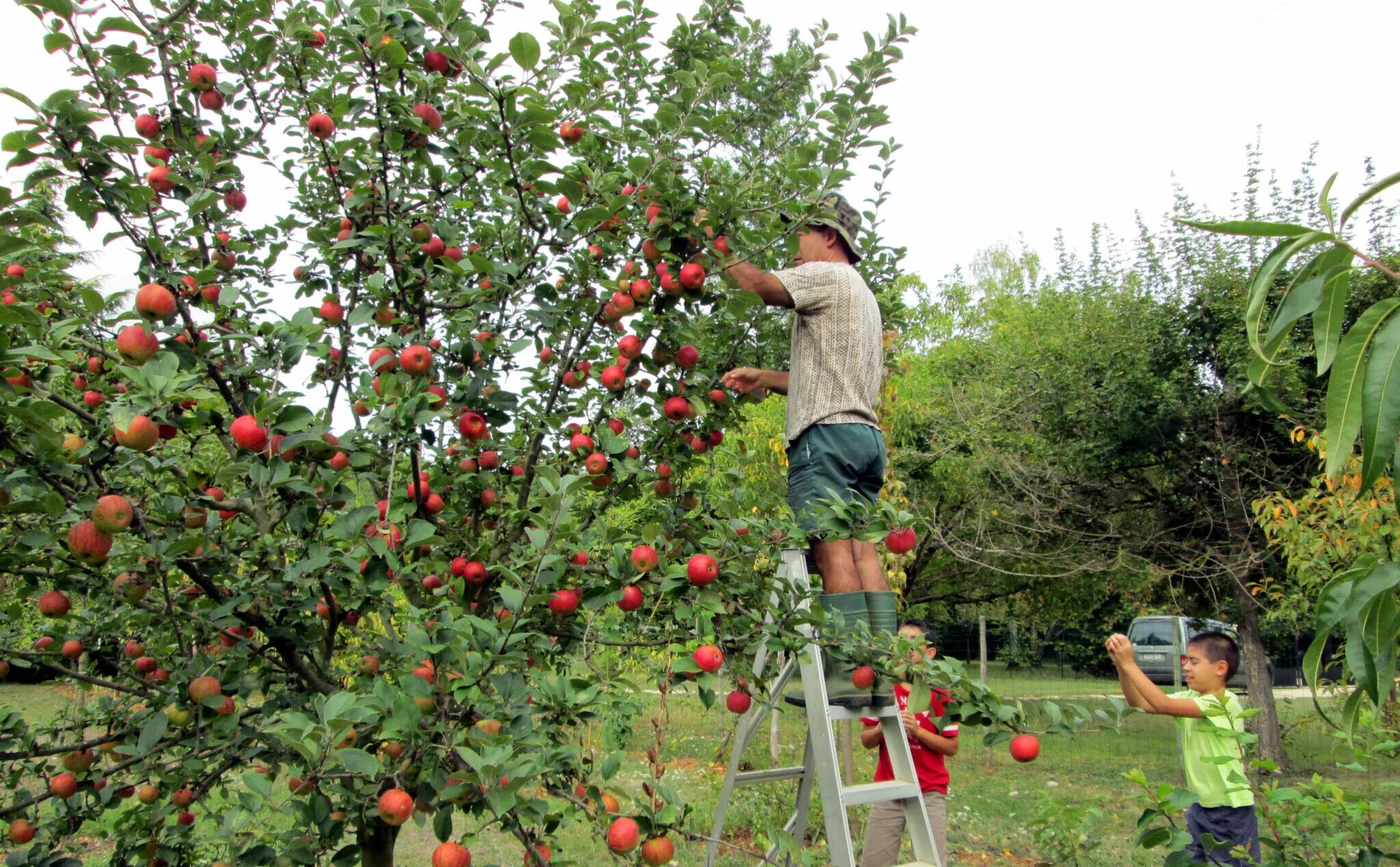 В саду где растут яблоки. Яблоня в саду. Сбор яблок в саду. Интенсивный сад. Карликовые плодовые деревья.