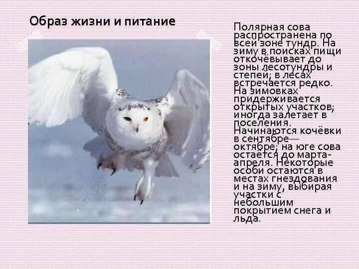 Рассказ о полярной сове в тундре. Белая Сова рассказ. Полярная Сова доклад. Информация о белой сове. Сова живет в тундре