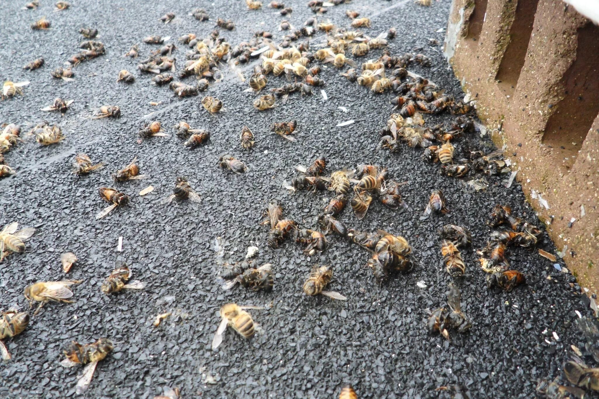 Пчелы гибнут. Вымирание пчел. Вымирание насекомых. Исчезновение пчел.