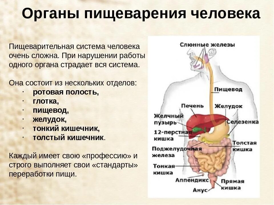 Последовательность поступления пищи в пищевод