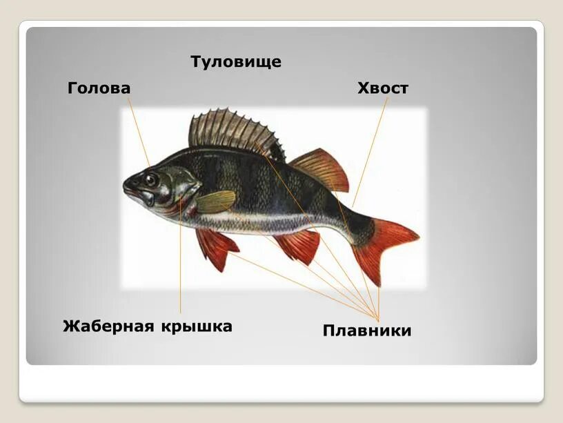 Голова туловище хвост у рыбы. Жаберные крышки. Нервная система рыб. Строение жабр рыб. Жаберная крышка у рыб.