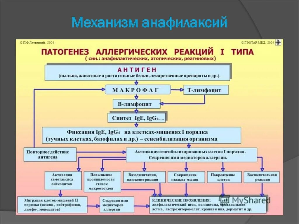 Признаки патогенеза. Патогенез анафилактоидного шока. Анафилактическая реакция патогенез. Механизм развития анафилактической реакции. Схема развития анафилактического шока.