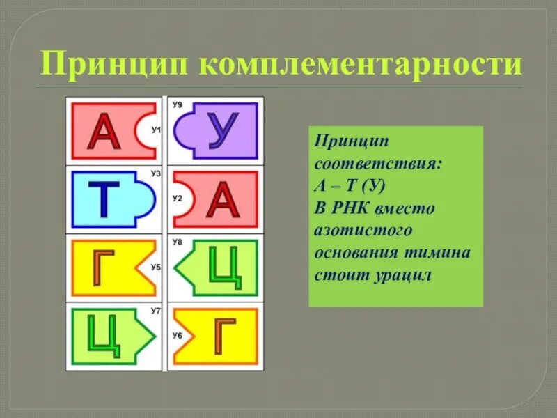 Комплементарные азотистые основания в РНК. Принцип комплементарности ДНК И РНК. РНК комплементарность принцип комплементарности. Комплементарность нуклеотидов ДНК И РНК.