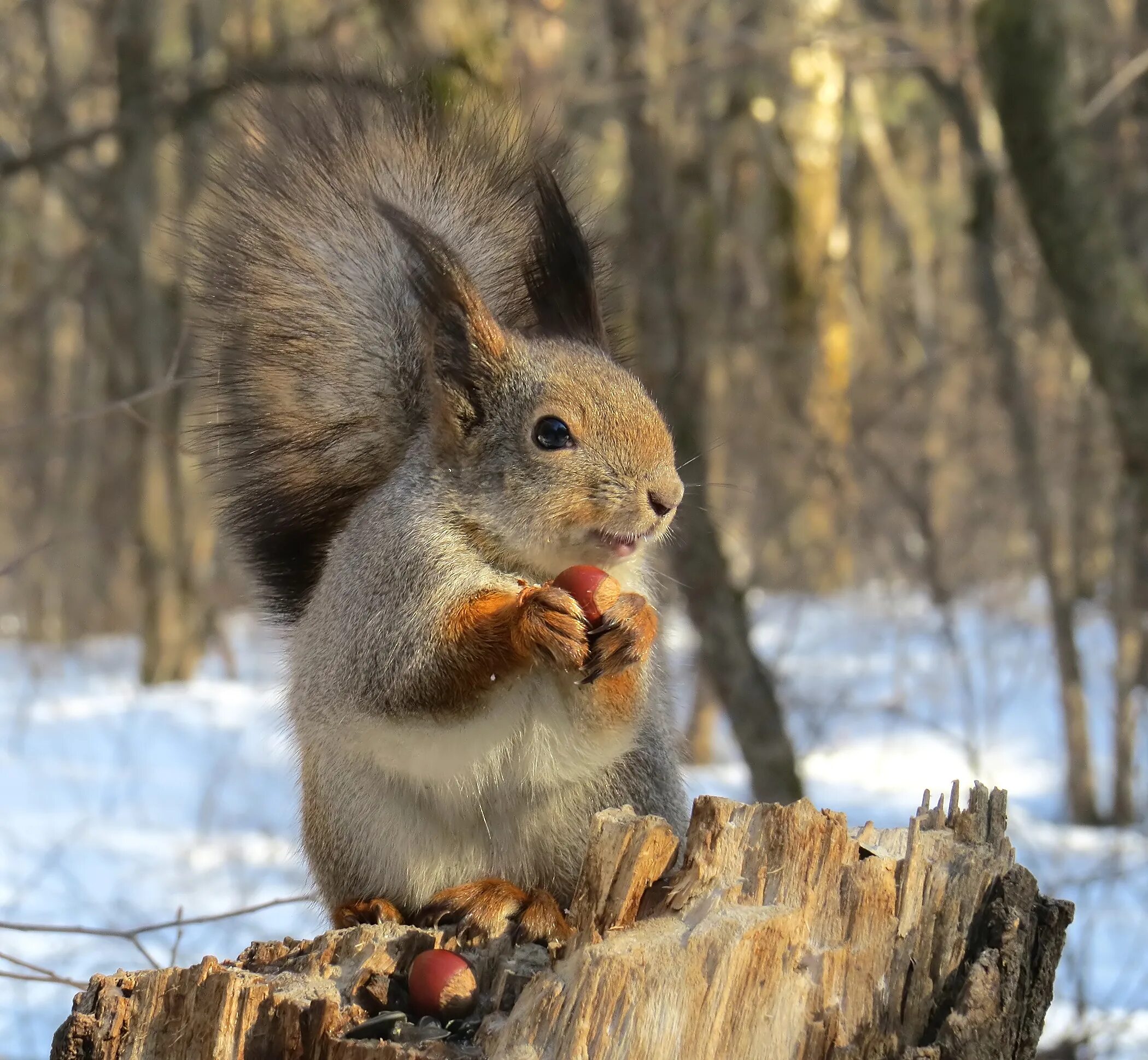 Белка зимой и летом. Заяц и белка зимой и летом. Весенняя белка. Белка зимой. Обыкновенная белка.