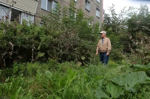 Огород зарастает
