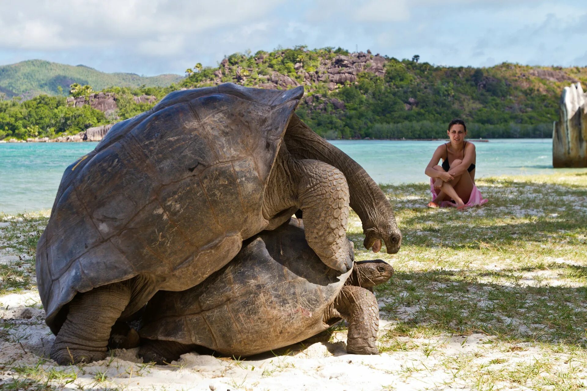 Сейшельские черепахи. Остров Альдабра Сейшелы черепахи. Праслин Сейшелы черепахи. Гигантская черепаха Альдабра.