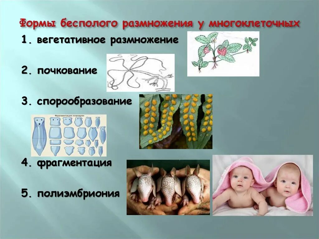 Жизненный цикл одноклеточных водорослей схема. Без плое размножение растений. Бесполое размножение 9 класс биология. Размножение это кратко. Проект по биологии бесполое размножение растений.