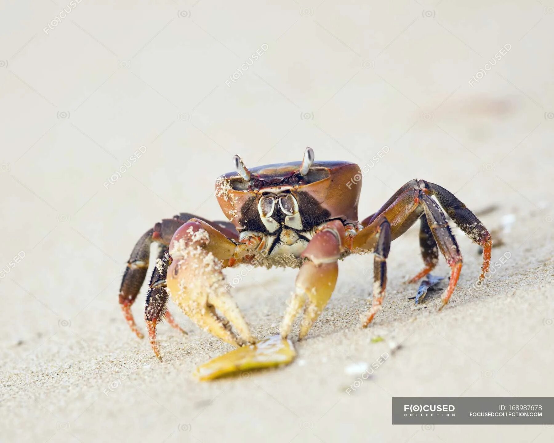 Краб танцует. Краб на пляже. Краб из crab rave. Танцующие крабы на пляже. Краб из клипа.