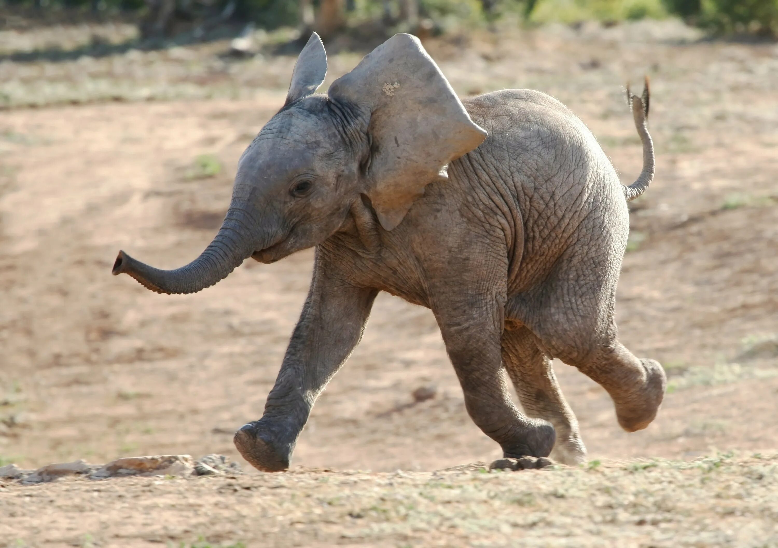 Смешной слон. Забавные слоники. Смешные слоны. Смешной Слоненок. Happy elephant