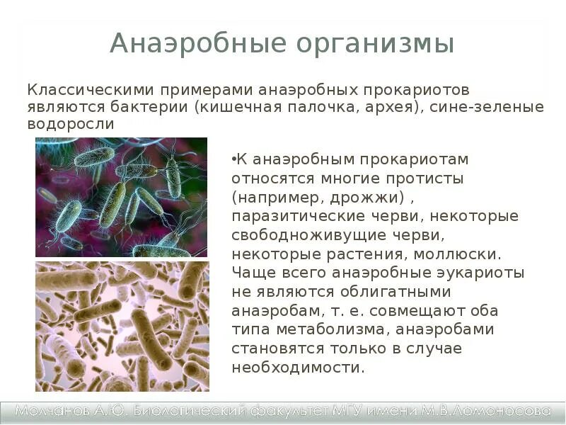 Анаэробные организмы. Анаэробные прокариоты. Анаэробные бактерии микробиология. Анаэробные организмы например. Этапы анаэробных организмов