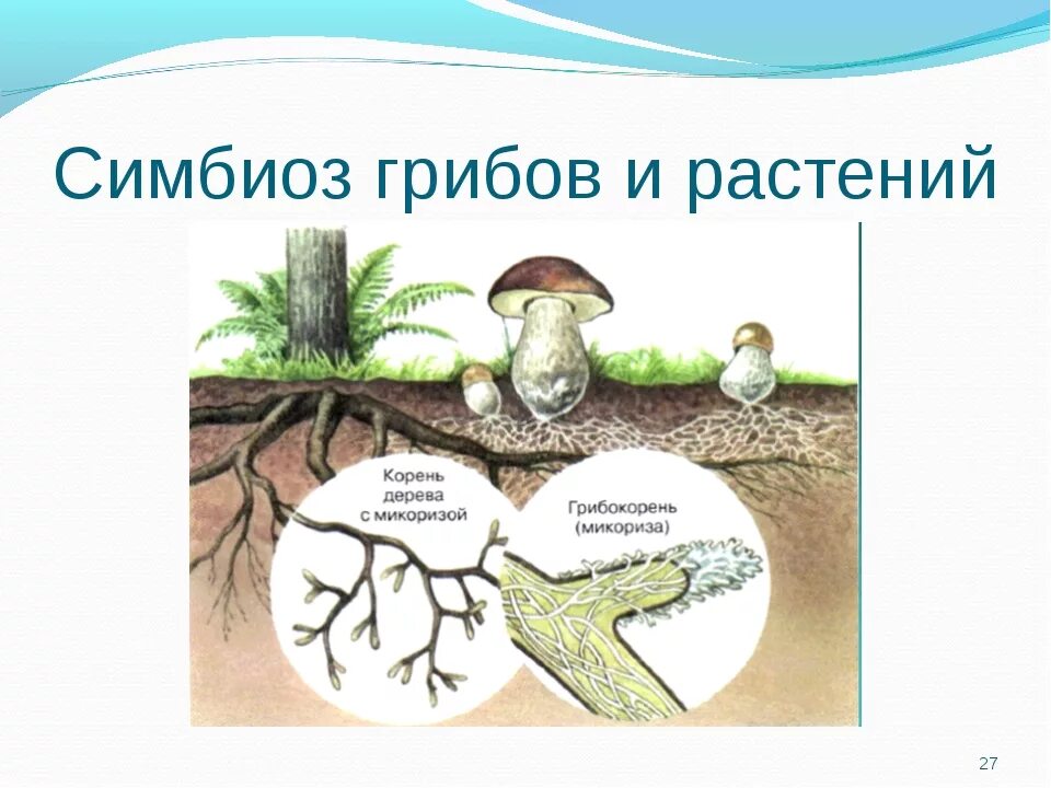 Что такое симбиоз в биологии 5 класс грибы. Симбиоз гриба и растения. Симбиоз грибов примеры. Симбиотические отношения грибов.