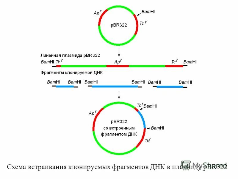 Векторы плазмиды. Плазмида pbr322. Схема строения плазмиды pbr322. Строение плазмиды на примере pbr322. Плазмида pbr322 может размножаться.