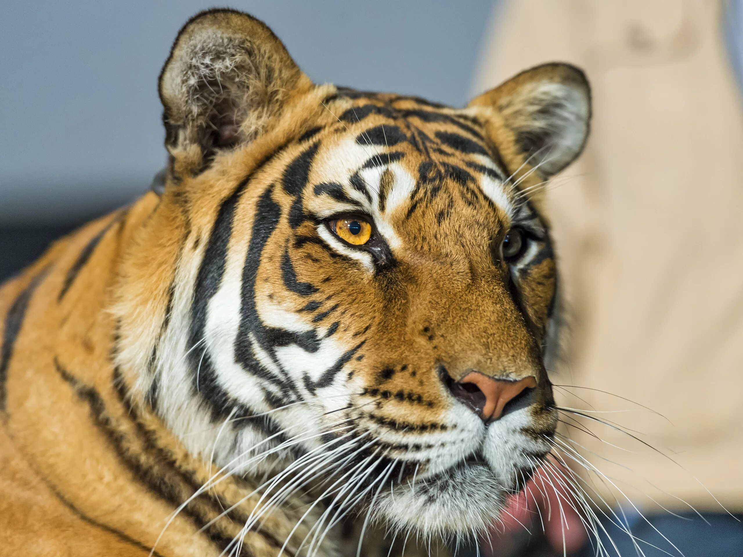 обои на рабочий стол тигр. тигр морда. тигр и тигрица. тигр глаза. тигр усы.