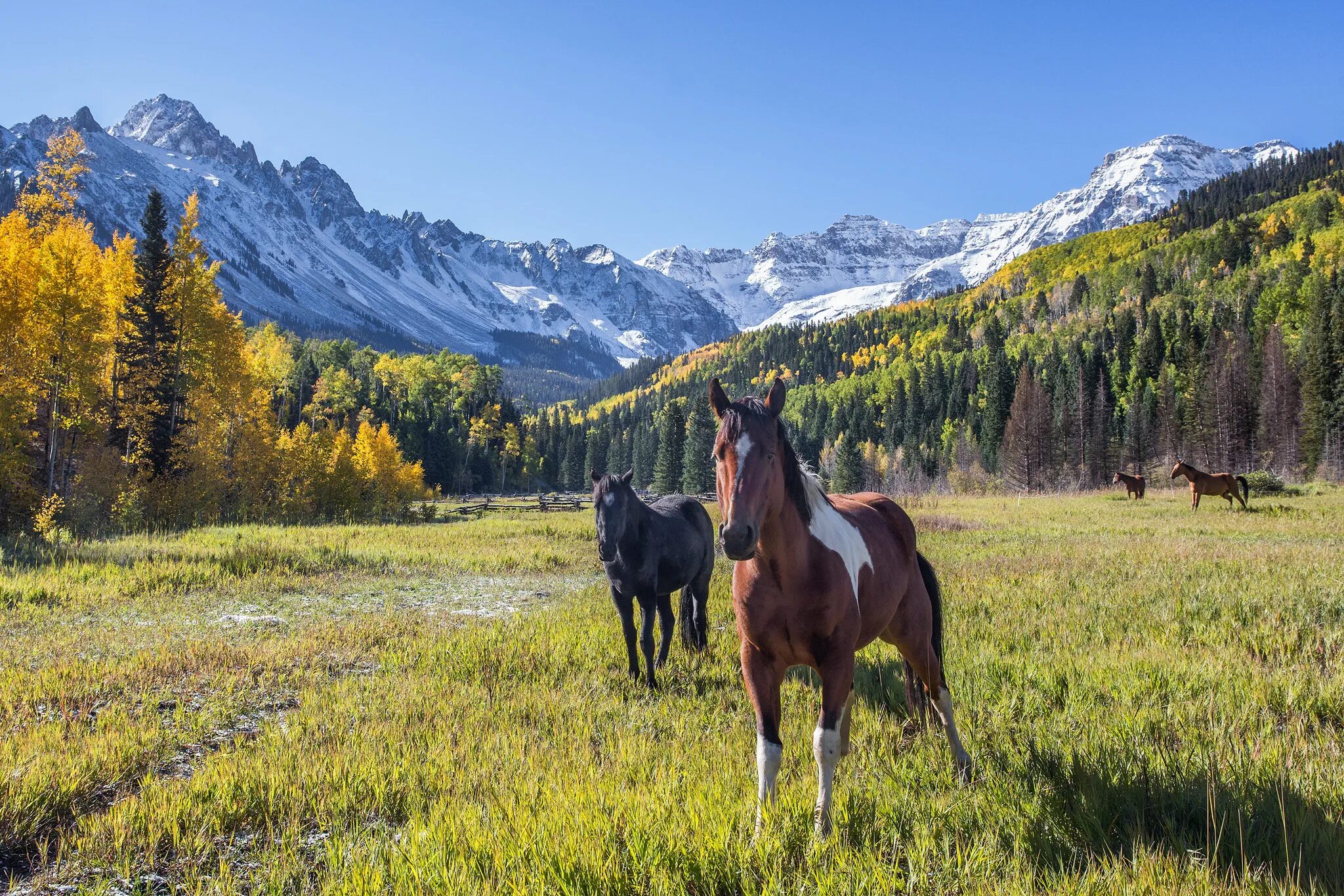 Horses fall. Лошади на природе. Лошади в горах. Лошади пасутся в горах. Лошадки в горах.