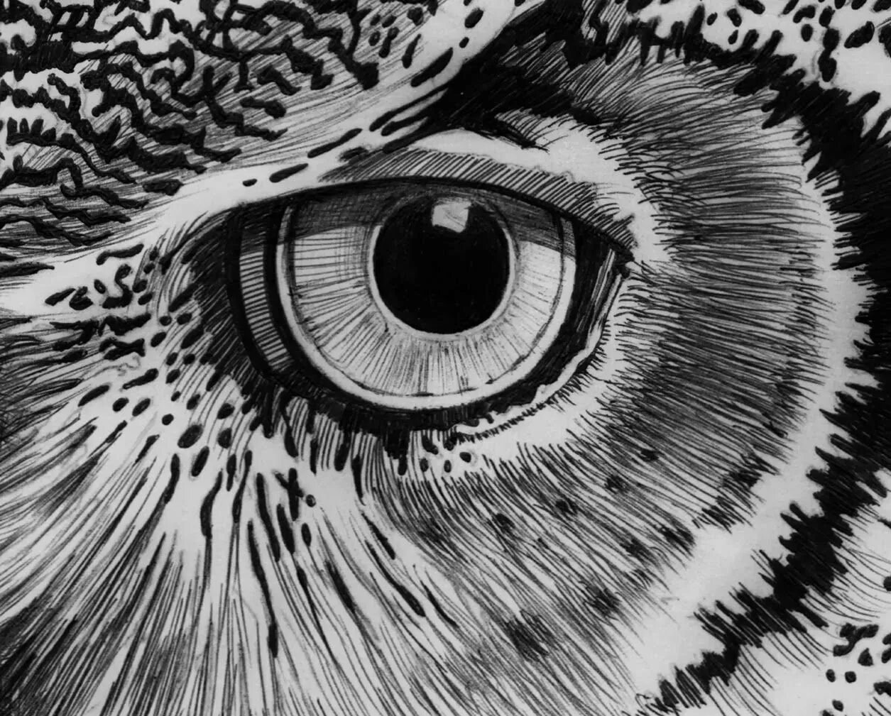 Рисунки тушью. Животные тушью. Животные тушью и пером. Рисование тушью животных. Глаз животного.
