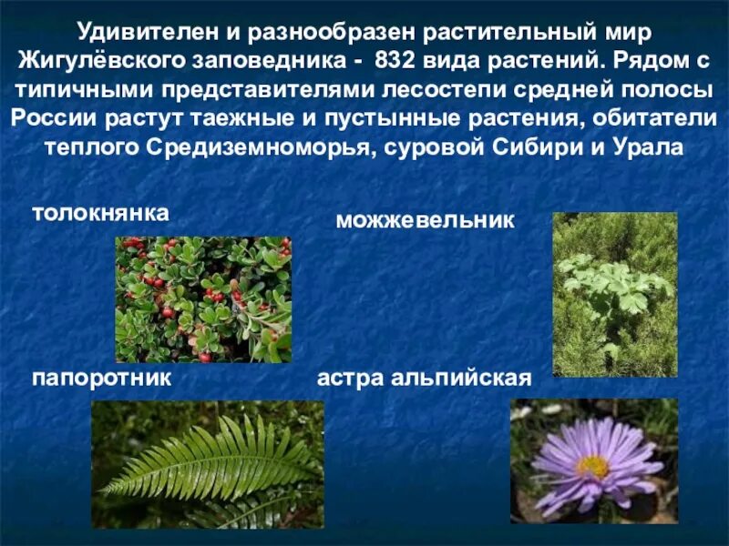 Более разнообразный растительный состав