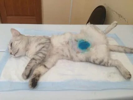 Беременность кошки по неделям