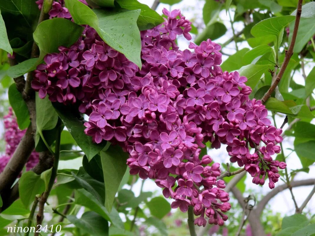 Сирень