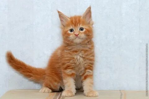 Авито котенок мейн кун