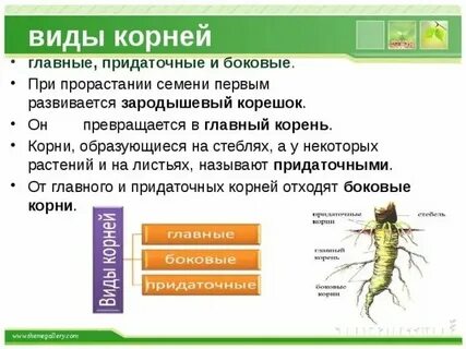 Корень развивающийся из корешка зародыша называют