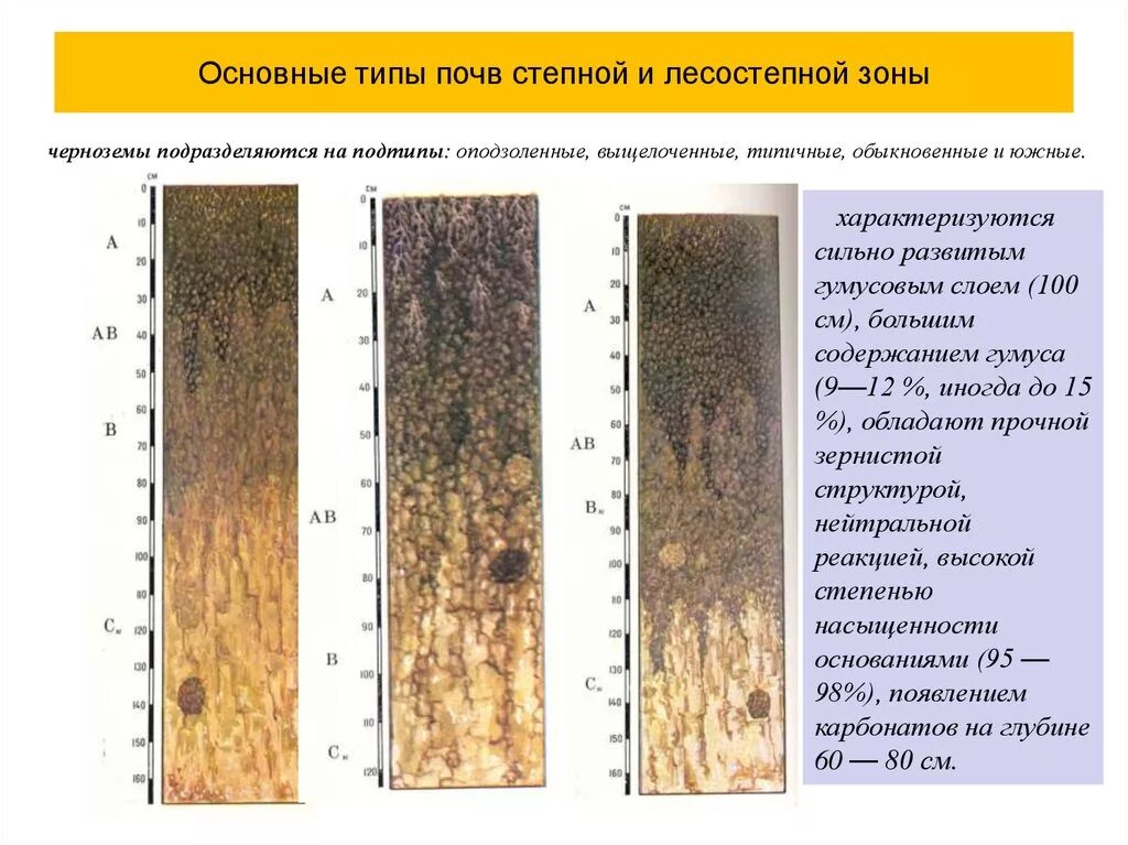 Какой тип почвы в степной зоне. Профиля черноземных почв лесостепной. Почвенный профиль серых лесных почв. Черноземы Степной и лесостепной зоны почвенный Горизонт. Черноземы оподзоленные почвы профиль.