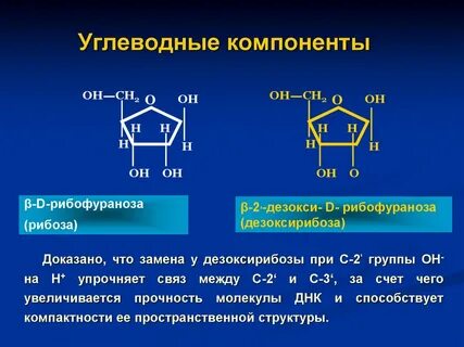 Дезоксирибоза входит в состав молекул