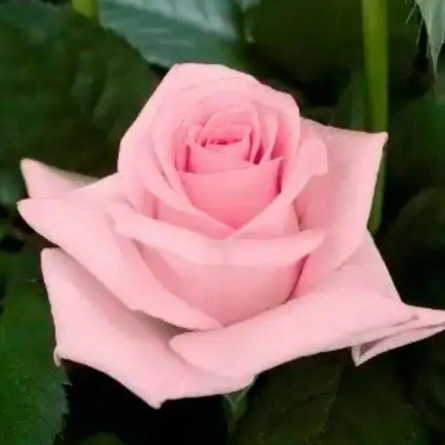 Rose desire. Rose desire. Rose desire. Rose desire. Rose desire.