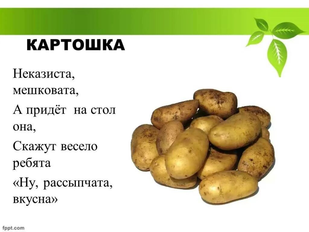 Подбери к слову картофель. Загадка про картофель. Загадка про картошку. Стих про картошку. Загадка про картошку для детей.