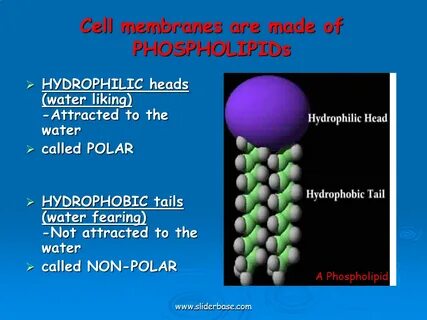 Water heads