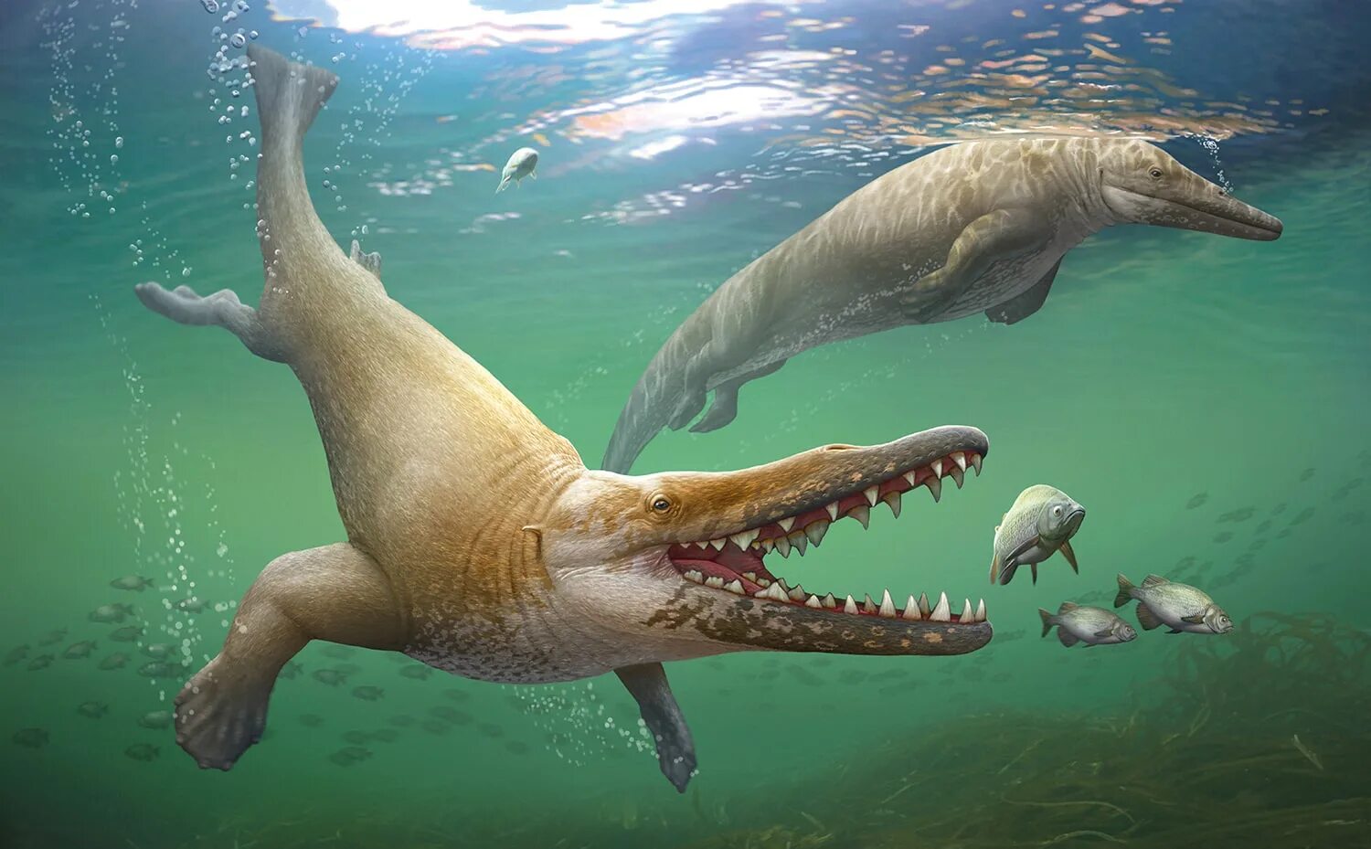 Все вымершие живут. Georgiacetus vogtlensis. Базилозавр вымершие китообразные. Китообразные палеогена. Джорджиацет вымершие китообразные.