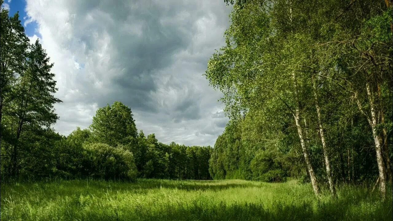 Forest clearing. Бранденбургский лес. Бранденбург природа. Лес Бранденбург фото.