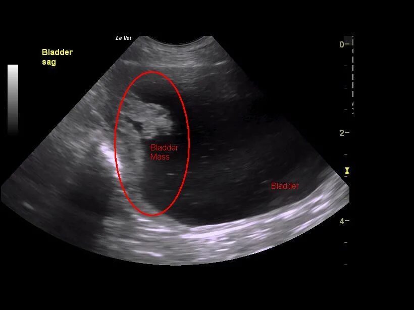 Узи в полный рост. УЗИ собаки на беременность. УЗИ мочевого пузыря у собаки.