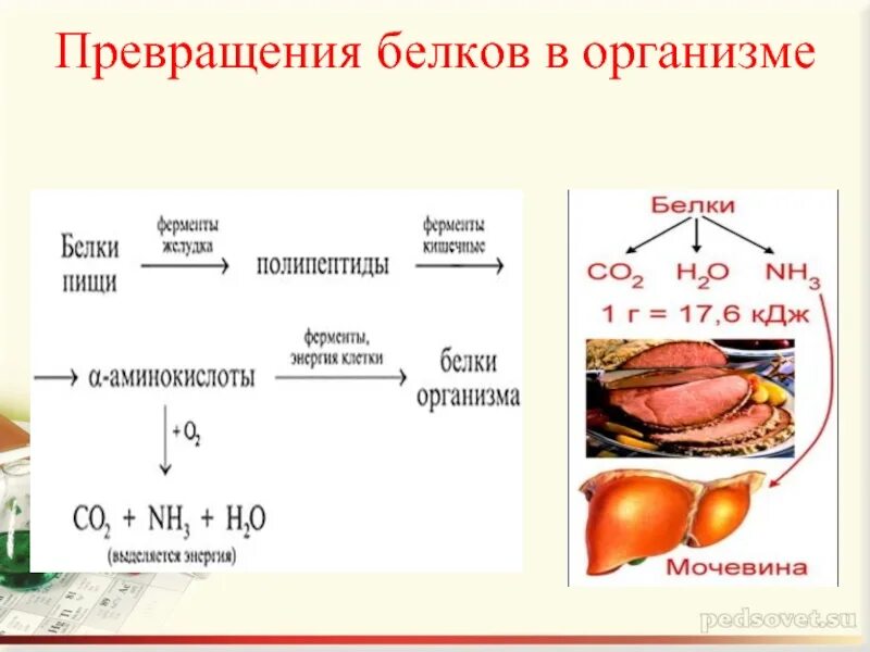 Схема превращения белка в организме человека. Превращение белков пищи в организме. Белковый обмен. Превращение белков в организме.. Превращение белков в организме кратко в химии. Преобразование белка